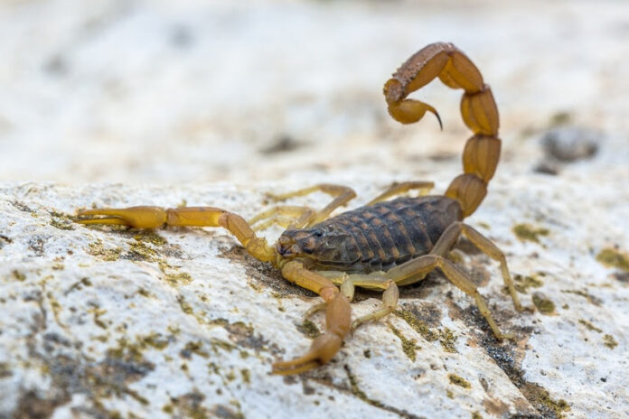 Common Yellow Scorpion (Buthus occitanus) in defensive mode against threaths